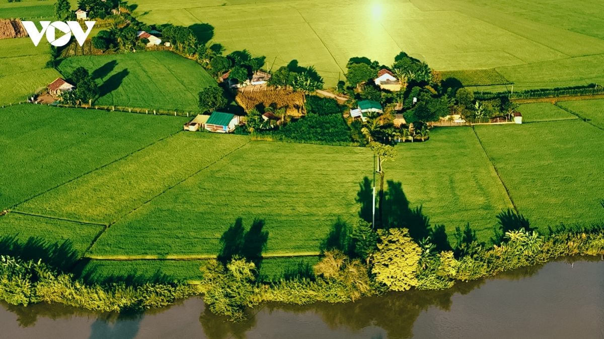 Green rice field and golden harvesting season in Central Highlands